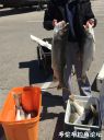 Filename=attachID_21134_postID_194845_IMG_0686.jpg
Filesize=119KiB
Dimensions=749x1000
Date added=Dec 02, 2016 attachID_21134_postID_194845_IMG_0686.jpg