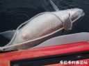 Filename=attachID_21313_postID_196295_4.jpg
Filesize=76KiB
Dimensions=992x744
Date added=Dec 02, 2016 attachID_21313_postID_196295_4.jpg