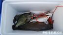 Filename=attachID_21507_postID_198158_20160522_204118.jpg
Filesize=57KiB
Dimensions=1000x562
Date added=Dec 02, 2016 attachID_21507_postID_198158_20160522_204118.jpg