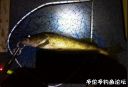 Filename=attachID_21513_postID_198231__00c.jpg
Filesize=99KiB
Dimensions=1000x682
Date added=Dec 02, 2016 attachID_21513_postID_198231__00c.jpg
