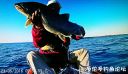 Filename=attachID_21527_postID_198355_BBPLakerMay23.jpg
Filesize=115KiB
Dimensions=1000x583
Date added=Dec 02, 2016 attachID_21527_postID_198355_BBPLakerMay23.jpg