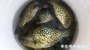 Filename=attachID_21531_postID_198439__00g.jpg
Filesize=73KiB
Dimensions=1000x561
Date added=Dec 02, 2016 attachID_21531_postID_198439__00g.jpg