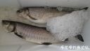 Filename=attachID_21559_postID_198770_2.jpg
Filesize=65KiB
Dimensions=1000x573
Date added=Dec 02, 2016 attachID_21559_postID_198770_2.jpg