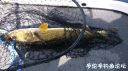 Filename=attachID_21710_postID_199823__00g.jpg
Filesize=123KiB
Dimensions=1000x562
Date added=Dec 02, 2016 attachID_21710_postID_199823__00g.jpg