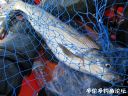 Filename=attachID_21788_postID_200337_2.jpg
Filesize=139KiB
Dimensions=1000x750
Date added=Dec 02, 2016 attachID_21788_postID_200337_2.jpg