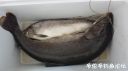 Filename=attachID_21794_postID_200346_20160604_125957.jpg
Filesize=54KiB
Dimensions=1000x562
Date added=Dec 02, 2016 attachID_21794_postID_200346_20160604_125957.jpg