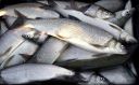 Filename=attachID_21970_postID_202098_whitefish.jpg
Filesize=76KiB
Dimensions=620x387
Date added=Dec 02, 2016 attachID_21970_postID_202098_whitefish.jpg