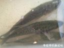 attachID_22064_postID_202720_image.jpeg