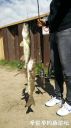 Filename=attachID_22125_postID_203212_taotec228829.JPG
Filesize=87KiB
Dimensions=562x1000
Date added=Dec 02, 2016 attachID_22125_postID_203212_taotec228829.JPG