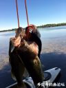 Filename=attachID_22399_postID_205688_2.JPG
Filesize=73KiB
Dimensions=750x1000
Date added=Dec 02, 2016 attachID_22399_postID_205688_2.JPG