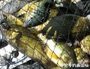 Filename=attachID_22502_postID_206211_10.jpg
Filesize=142KiB
Dimensions=976x750
Date added=Dec 02, 2016 attachID_22502_postID_206211_10.jpg