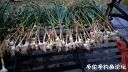Filename=attachID_22734_postID_208570_Garlic.jpg
Filesize=111KiB
Dimensions=1000x563
Date added=Dec 02, 2016 attachID_22734_postID_208570_Garlic.jpg