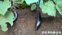 Filename=attachID_22735_postID_208570_EggPlantPlants.jpg
Filesize=110KiB
Dimensions=1000x563
Date added=Dec 02, 2016 attachID_22735_postID_208570_EggPlantPlants.jpg