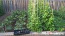 Filename=attachID_22739_postID_208597_Garden.jpg
Filesize=143KiB
Dimensions=1000x563
Date added=Dec 02, 2016 attachID_22739_postID_208597_Garden.jpg