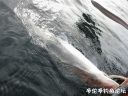 Filename=attachID_22760_postID_208718_4.jpg
Filesize=117KiB
Dimensions=1000x750
Date added=Dec 02, 2016 attachID_22760_postID_208718_4.jpg