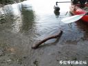 Filename=attachID_22915_postID_209888_31.jpg
Filesize=117KiB
Dimensions=1000x750
Date added=Dec 02, 2016 attachID_22915_postID_209888_31.jpg