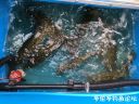 Filename=attachID_22981_postID_210690_image.jpeg
Filesize=130KiB
Dimensions=1000x750
Date added=Dec 02, 2016 attachID_22981_postID_210690_image.jpeg