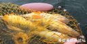 Filename=attachID_23131_postID_212010_4.jpg
Filesize=91KiB
Dimensions=987x504
Date added=Dec 02, 2016 attachID_23131_postID_212010_4.jpg