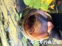 Filename=attachID_23548_postID_215711_IMG_0953.JPG
Filesize=50KiB
Dimensions=640x480
Date added=Dec 02, 2016 attachID_23548_postID_215711_IMG_0953.JPG