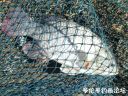 Filename=attachID_23581_postID_216053_110.jpg
Filesize=183KiB
Dimensions=920x690
Date added=Dec 02, 2016 attachID_23581_postID_216053_110.jpg
