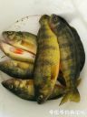 attachID_23672_postID_217379_IMG_20160903_171545.jpg