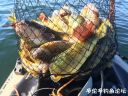 Filename=attachID_23954_postID_219927_image3.JPG
Filesize=161KiB
Dimensions=1000x750
Date added=Dec 02, 2016 attachID_23954_postID_219927_image3.JPG
