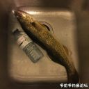 Filename=attachID_24112_postID_221380_IMG_1552.JPG
Filesize=98KiB
Dimensions=1000x1000
Date added=Dec 02, 2016 attachID_24112_postID_221380_IMG_1552.JPG