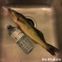 Filename=attachID_24281_postID_223159_IMG_1577.JPG
Filesize=104KiB
Dimensions=1000x1000
Date added=Dec 02, 2016 attachID_24281_postID_223159_IMG_1577.JPG