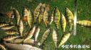 attachID_25101_postID_228973_DSC04661.JPG