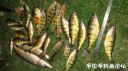attachID_25102_postID_228973_DSC04665.JPG