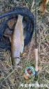 Filename=attachID_25138_postID_229673_IMG_20161111_0639.jpg
Filesize=151KiB
Dimensions=562x1000
Date added=Dec 02, 2016 attachID_25138_postID_229673_IMG_20161111_0639.jpg