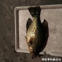 Filename=attachID_25217_postID_230710_IMG_0623.JPG
Filesize=124KiB
Dimensions=1000x1000
Date added=Dec 02, 2016 attachID_25217_postID_230710_IMG_0623.JPG