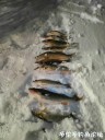 Filename=attachID_25639_postID_235335_mmexport1479734894616.jpg
Filesize=77KiB
Dimensions=750x1000
Date added=Dec 18, 2016 attachID_25639_postID_235335_mmexport1479734894616.jpg