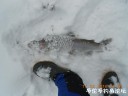 Filename=attachID_25912_postID_237861_DSCN0416~1.JPG
Filesize=59KiB
Dimensions=1000x750
Date added=Dec 18, 2016 attachID_25912_postID_237861_DSCN0416~1.JPG