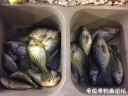 attachID_25943_postID_238307_IMG_1692.JPG