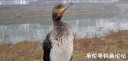 Filename=attachID_26024_postID_239149_08e.jpg
Filesize=66KiB
Dimensions=1000x480
Date added=Jan 05, 2017 attachID_26024_postID_239149_08e.jpg