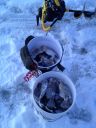 Filename=attachID_2623_postID_19711_IMG_0607-1.jpg
Filesize=171KiB
Dimensions=612x816
Date added=Dec 02, 2016 attachID_2623_postID_19711_IMG_0607-1.jpg
