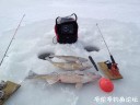 Filename=attachID_26421_postID_241749_IMG_1767.JPG
Filesize=71KiB
Dimensions=1000x750
Date added=Jan 05, 2017 attachID_26421_postID_241749_IMG_1767.JPG