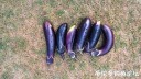 attachID_26777_postID_244744_EggPlant.jpg
