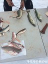 Filename=attachID_26915_postID_245837_IMG_2509.JPG
Filesize=76KiB
Dimensions=750x1000
Date added=Mar 25, 2017 attachID_26915_postID_245837_IMG_2509.JPG