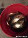 Filename=attachID_27063_postID_246869_IMG_1881.JPG
Filesize=71KiB
Dimensions=750x1000
Date added=Mar 25, 2017 attachID_27063_postID_246869_IMG_1881.JPG