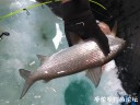 Filename=attachID_27171_postID_247827_whitefish1.jpg
Filesize=84KiB
Dimensions=1000x750
Date added=Mar 25, 2017 attachID_27171_postID_247827_whitefish1.jpg