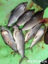 Filename=attachID_27176_postID_247946_WhiteFish2.JPG
Filesize=127KiB
Dimensions=750x1000
Date added=Mar 25, 2017 attachID_27176_postID_247946_WhiteFish2.JPG