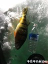 attachID_27212_postID_248374_IMG_1950.JPG