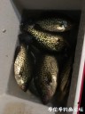 Filename=attachID_27265_postID_248751_IMG_1963.JPG
Filesize=80KiB
Dimensions=750x1000
Date added=Mar 25, 2017 attachID_27265_postID_248751_IMG_1963.JPG