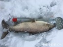 Filename=attachID_27407_postID_250057_IMG_0348.JPG
Filesize=86KiB
Dimensions=1000x750
Date added=Mar 25, 2017 attachID_27407_postID_250057_IMG_0348.JPG