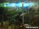 Filename=attachID_27723_postID_252646_IMG_2703.JPG
Filesize=100KiB
Dimensions=1000x750
Date added=Mar 25, 2017 attachID_27723_postID_252646_IMG_2703.JPG
