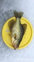 Filename=attachID_27733_postID_252809_IMG_2450.JPG
Filesize=83KiB
Dimensions=562x1000
Date added=Mar 25, 2017 attachID_27733_postID_252809_IMG_2450.JPG
