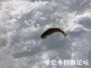 Filename=attachID_27747_postID_253106_IMG_0738.JPG
Filesize=49KiB
Dimensions=640x480
Date added=Mar 25, 2017 attachID_27747_postID_253106_IMG_0738.JPG