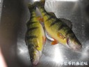 Filename=attachID_27990_postID_255674_IMG_0364.JPG
Filesize=91KiB
Dimensions=1000x750
Date added=Mar 25, 2017 attachID_27990_postID_255674_IMG_0364.JPG